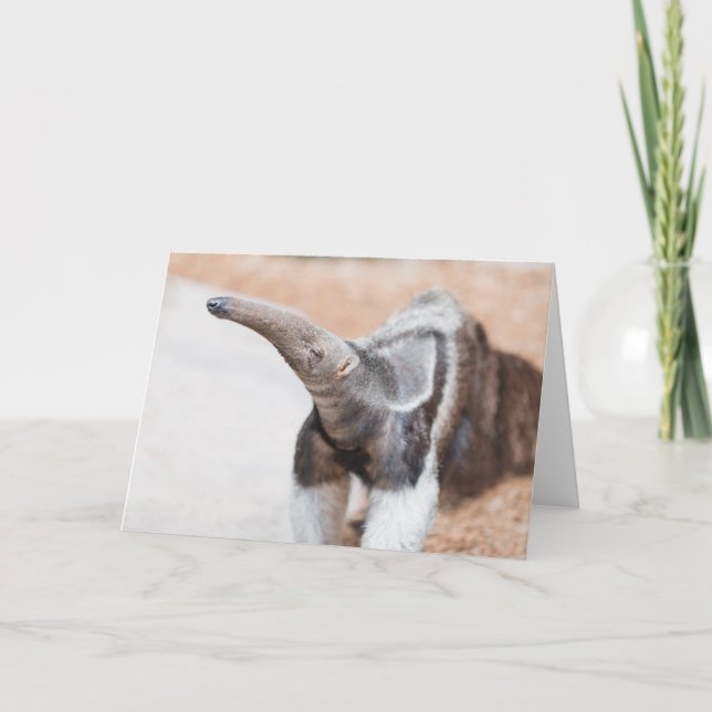 Cartão Giant Anteater (Frente)