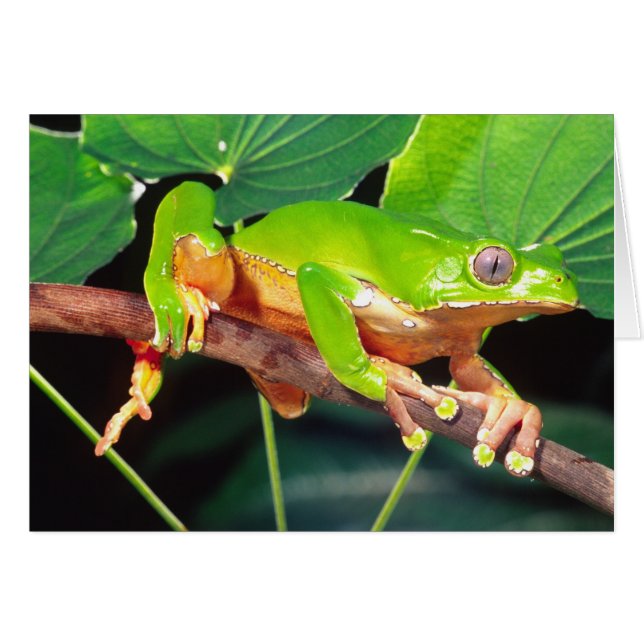 Cartão Giant Bicolor Monkey Treefrog, Phyllomedusa (Frente Horizontal)