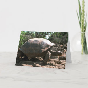 Cartão Giant Dome-Shaped Tortoise Walking