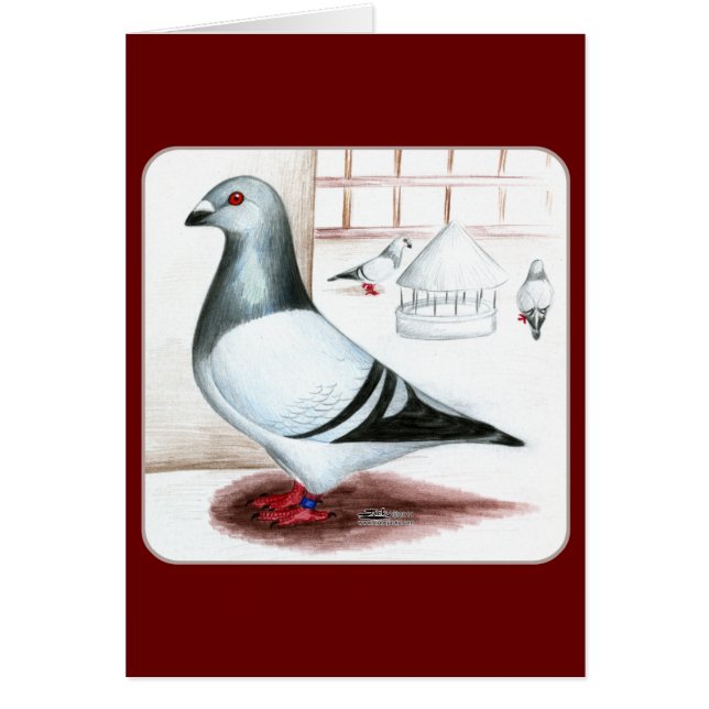 Cartão Giant Homer Pigeon 1973 (Frente)