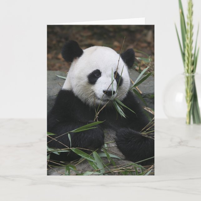 Cartão Giant panda (Frente)