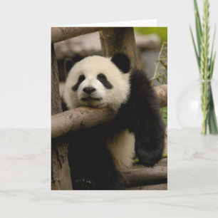 Cartão Giant panda baby Ailuropoda melanoleuca)