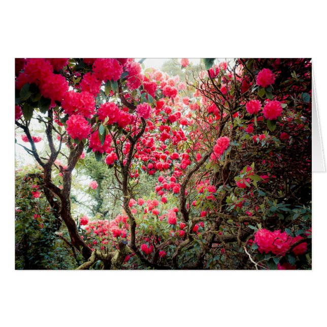 Cartão Giant Rhododendron (Frente Horizontal)