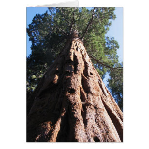 Cartão Giant Sequoia, Parque Nacional Sequoia