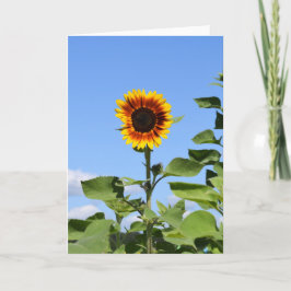 Cartão Giant Sunflower - Happy Greeting Card