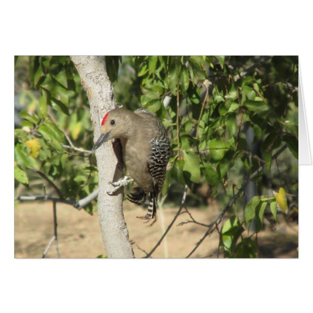 Cartão Gila Woodpecker (Frente horizontal)