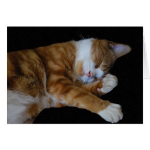 Cartão Ginger Cat preguiçoso