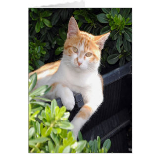 Cartão Ginger e White Cat