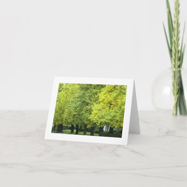 Cartão Ginkgo Trees On Highland Ave, Pittsburgh PA (Frente)