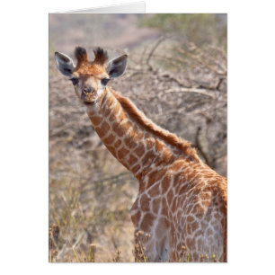 Cartão Girafa do bebê