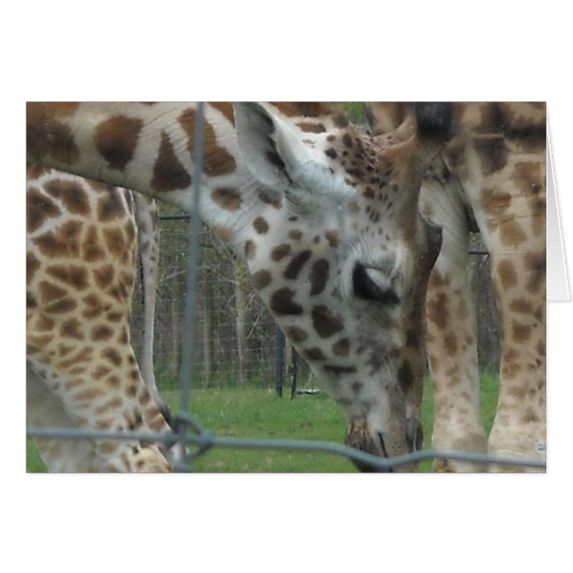 Cartão Girafa Doce (Frente Horizontal)