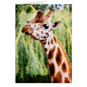 Cartão Girafa sorridente, Animal Mostrando Seus Dentes