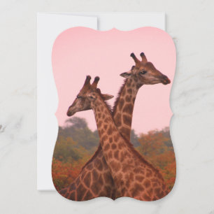 Cartão Girafas com céu rosa