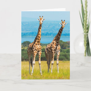 Cartão Girafas na Savana, Uganda