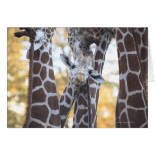 Cartão Girafas no jardim zoológico de Tama, jardim