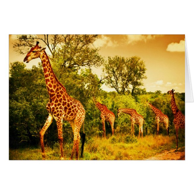 Cartão Girafas sul-africanas (Frente Horizontal)