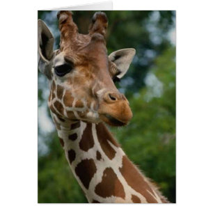 Cartão Giraffe abre presentes de arte
