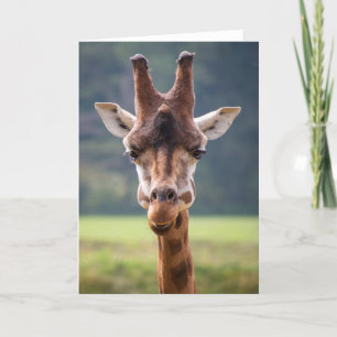 Cartão Giraffe Greetings Card