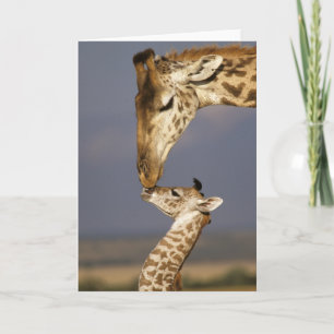 Cartão Giraffe Kissing Baby Giraffe