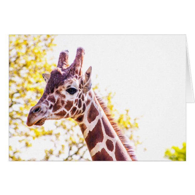 Cartão Giraffe Portrait (Frente horizontal)