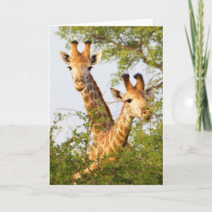 Cartão Giraffes Peeking Above Vegetation