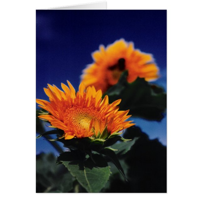 Cartão Girassóis (Frente)