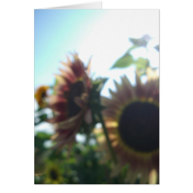 Cartão Girassóis vermelhos em um dia ensolarado (Frente)