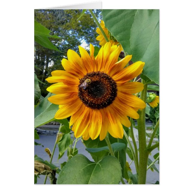 Cartão Girassol amarelo alegre com Vazio de abelhas (Frente)