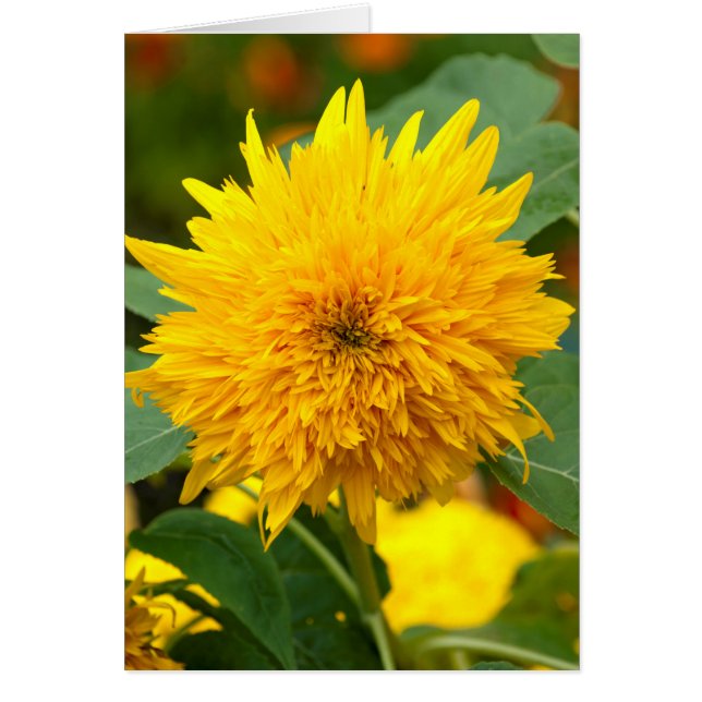 Cartão Girassol Antes do Bloom (Frente)