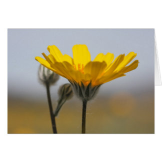 Cartão Girassol da duna do deserto