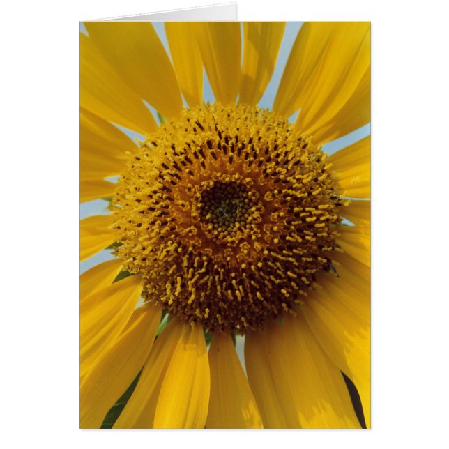 Cartão Girassol ensolarado - fim amarelo gigante do (Frente)