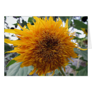 Cartão Girassol Huggable