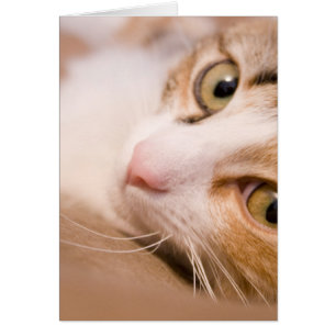 Cartão Giroscópio o gato