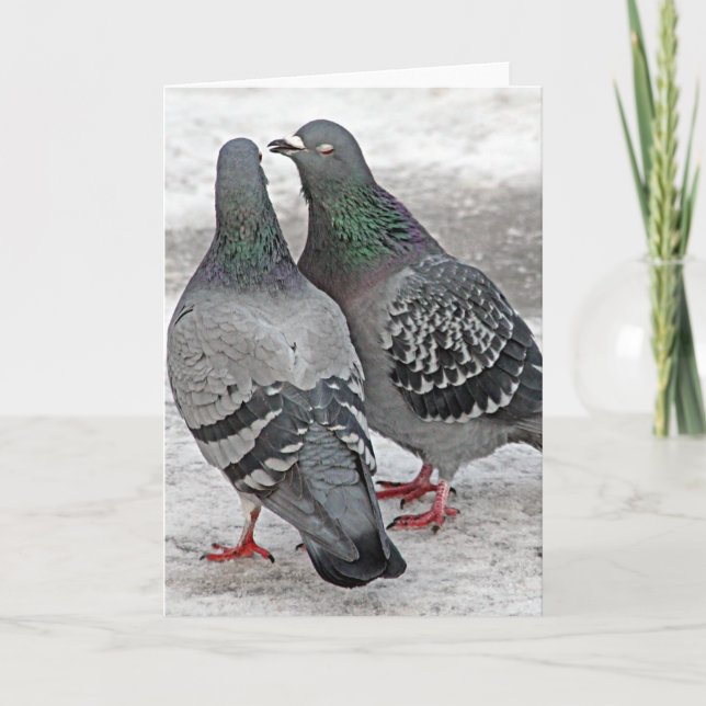 Cartão Give Us A Kiss Pigeon Card (Frente)