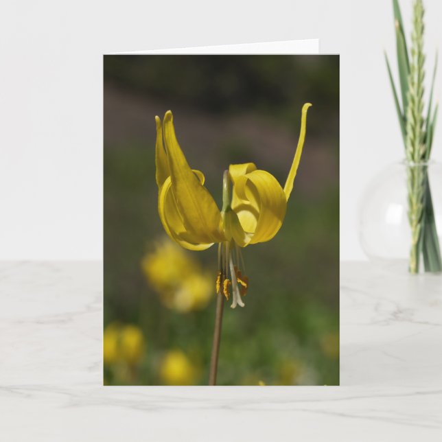 Cartão Glacier Lilly 09 (Frente)