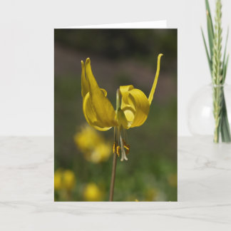 Cartão Glacier Lilly 09