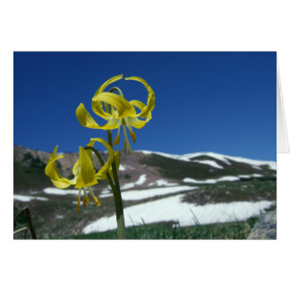 Cartão Glacier Lily