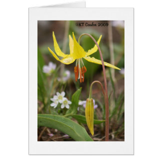 Cartão Glacier Lily Wildflower