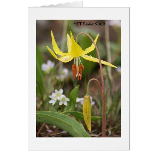 Cartão Glacier Lily Wildflower (Frente)