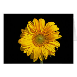 Cartão Glândula girassol