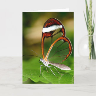 Cartão Glass Wing