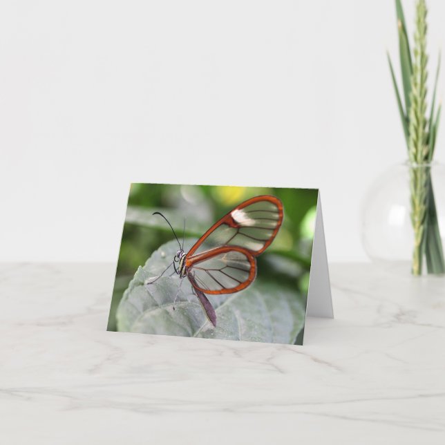 Cartão Glasswing Butterfly notecard (Frente)