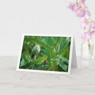 Cartão Globe Artichoke Thistle