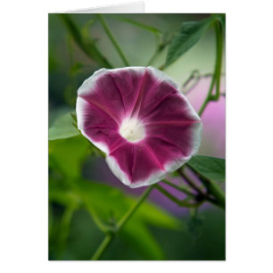 Cartão Glória da Manhã