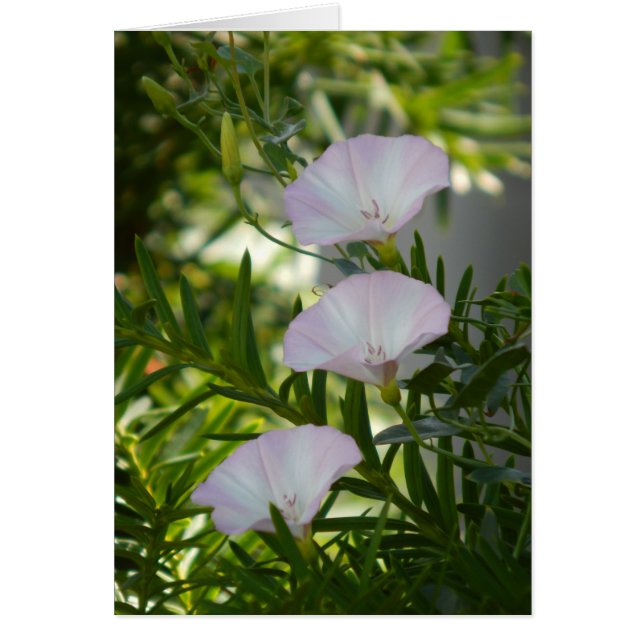 Cartão Glória da Manhã (Frente)