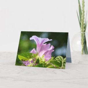 Cartão Glória da Manhã 1