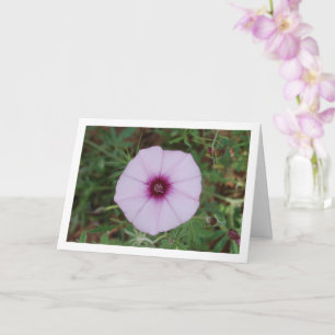 Cartão Glória-da-manhã Lilás, Trepadeira Malva Flor Silve