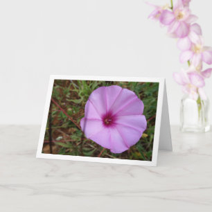 Cartão Glória-da-manhã Roxa, Flor Silvestre Malva Trepade