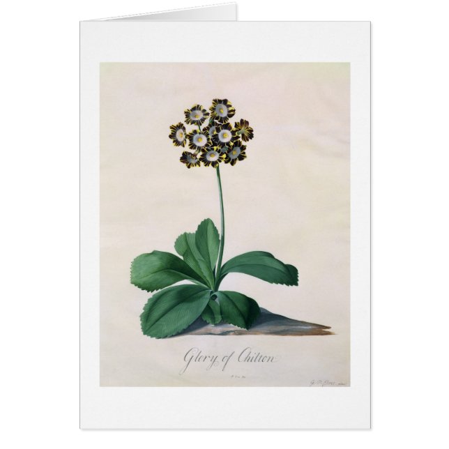 Cartão Glória de Chilton (gouache no velino) (Frente)