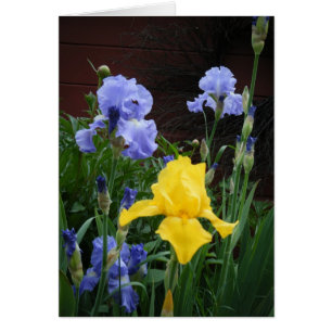 Cartão Glorius Irises